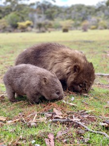 Wombats Maria Island Tasmania