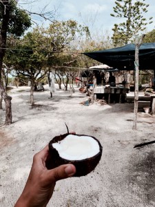 Ile Brosse Ile des Pins - Noix de coco